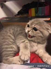 猫咪在镜子里看到自己后,被吓到瞬间炸毛了 猫咪在镜子里看到自己后,被吓到瞬间炸毛了