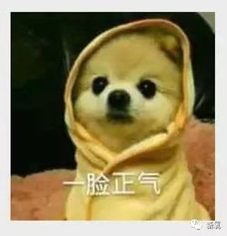  送命题娄艺潇刚补完针的气球脸杨蓉宽成护城河的新鼻子,你选谁