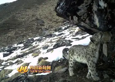 卧龙保护区拍到雪豹等珍稀野生动物 卧龙保护区拍到雪豹等珍稀野生动物