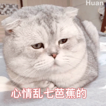  萌哭的猫猫狗狗表情包