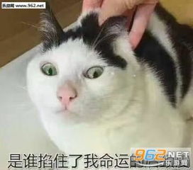  风好大我好冷表情包图片治不了等死吧告辞扁鹊三连表情包下载乐游网手机下载站