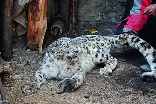 喂狼崽赶棕熊战盗猎者,这群生猛的藏北汉子,却是最柔情的生灵守护者 喂狼崽赶棕熊战盗猎者,这群生猛的藏北汉子,却是最柔情的生灵守护者