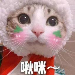  可爱猫咪的表情包我的悲伤大概有这么大
