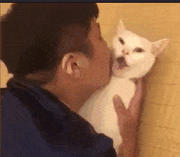  主人搂猫暴风雨式狂亲,猫咪石化怀疑猫生,生无可念