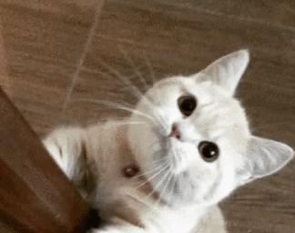  为什么越来越多的人养猫网友养了才知道真香
