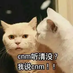  治我猫病,救我狗命那些年宠物医院收到的锦旗,全都喵语汪语过6级