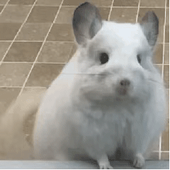 有内鬼,马上收表情包 有内鬼,马上收表情包