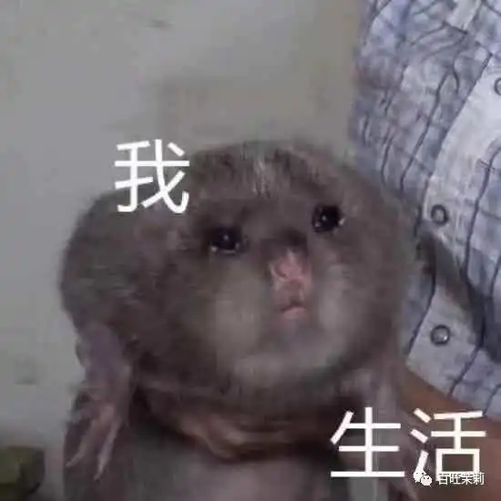  爱情公寓5定档我觉得不行