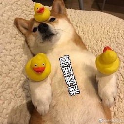  土豆少少女的微博微博