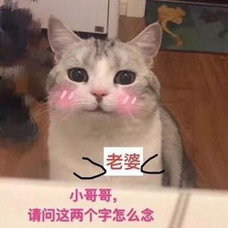  别跟我谈爱情,戒了