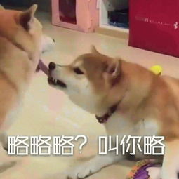  天津相声广播道理我都懂,但是挤痘痘就是为了爽啊