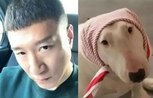 明星和动物撞脸,真的太像了,张若昀和二哈,小岳岳和蓝猫 明星和动物撞脸,真的太像了,张若昀和二哈,小岳岳和蓝猫