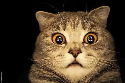 图集超萌表情帝猫咪吐舌照片俘获大量粉丝 图集超萌表情帝猫咪吐舌照片俘获大量粉丝