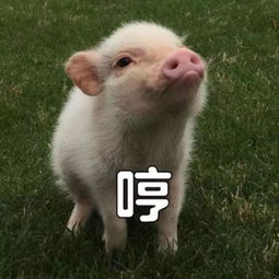  谁说猪都好吃懒做,表情包里的它们简直是万能萌神
