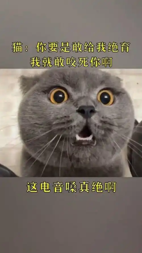 猫你要是敢给我绝育,我就敢咬死你啊 猫你要是敢给我绝育,我就敢咬死你啊