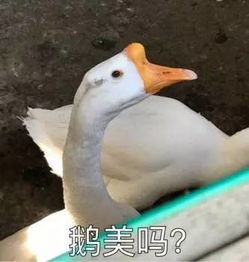  社会我鹅哥,鸟狠话不多
