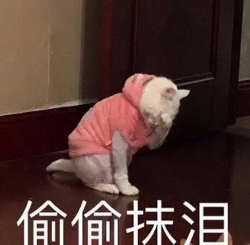  你的表情包该换血了保证你出门斗图再也不输