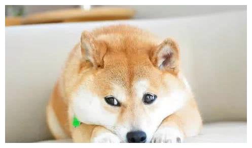  柴犬喂食有哪些要点需要注意的