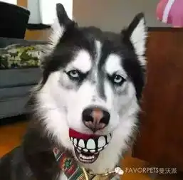 网通社汽车潍坊郑州日产 网通社汽车潍坊郑州日产