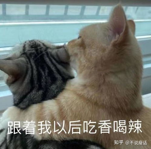  对一个普通人来说,使用社交软件是一个好主意吗