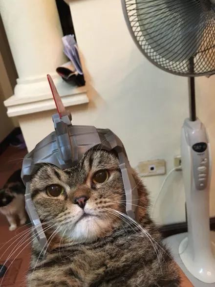  网友给家里猫咪买了个头盔,不过它好像不太高兴......