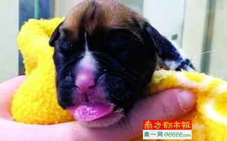  爱犬死了12天,他们又克隆了一条