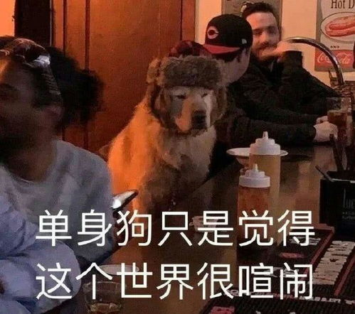  有哪些可爱又沙雕的狗子表情包