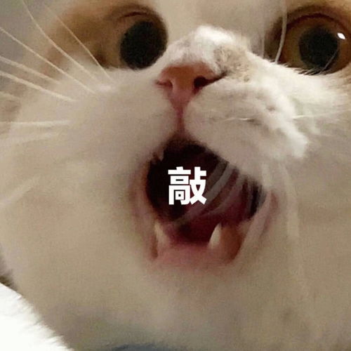  沙雕表情包你是个好人,但是我太漂亮了,你配不上