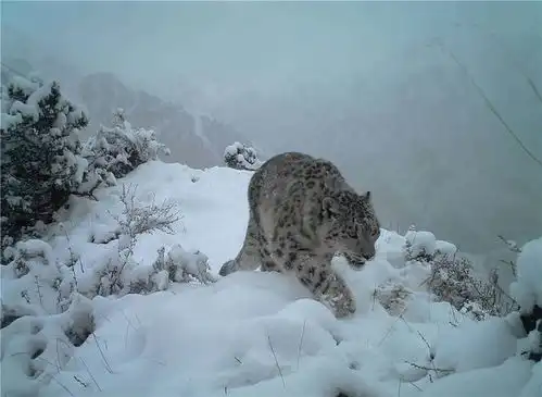 雪豹四王子又现身贺兰山先在岩石上嗅闻,又在地面刨坑 雪豹四王子又现身贺兰山先在岩石上嗅闻,又在地面刨坑