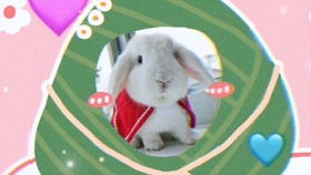  睡醒的小兔子太可爱了