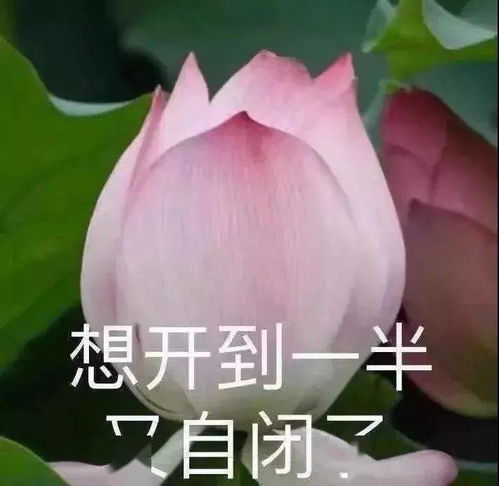 钓鱼表情包图片大全我自