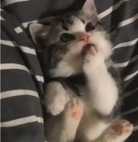 小奶猫偷偷舔爪子,被主人发现后立马放下爪子,假装没事喵 小奶猫偷偷舔爪子,被主人发现后立马放下爪子,假装没事喵