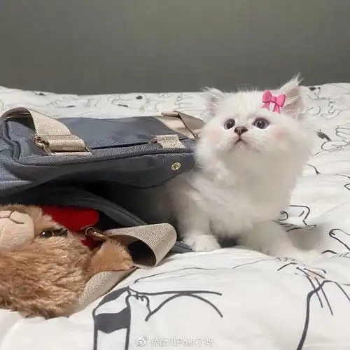 poki奶油bb头像表情包 poki奶油bb头像表情包