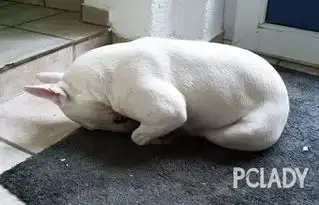 斗牛梗天生拥有一张明星脸,可是这睡姿就...... 斗牛梗天生拥有一张明星脸,可是这睡姿就......