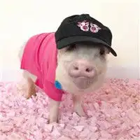 猪头像情侣表情包七夕