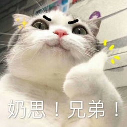  喵咪专用表情包你的脑子怕不是有问题