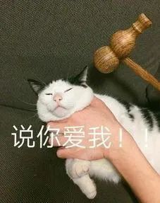  你养了一群白眼猫猫咪真的不在乎主人吗