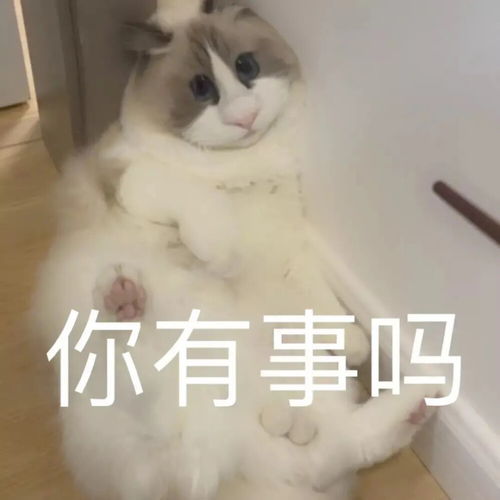  仓鼠猫rookie表情包