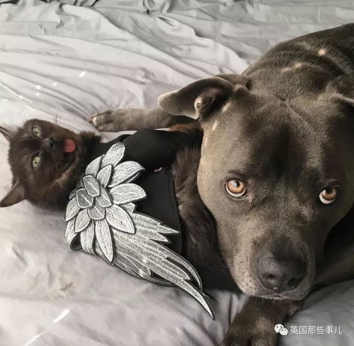  天生自带diss表情包的小黑喵,一言不合就略略略魔性萌说的就是它啊