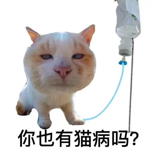  表情包沙雕系列你也有猫饼么