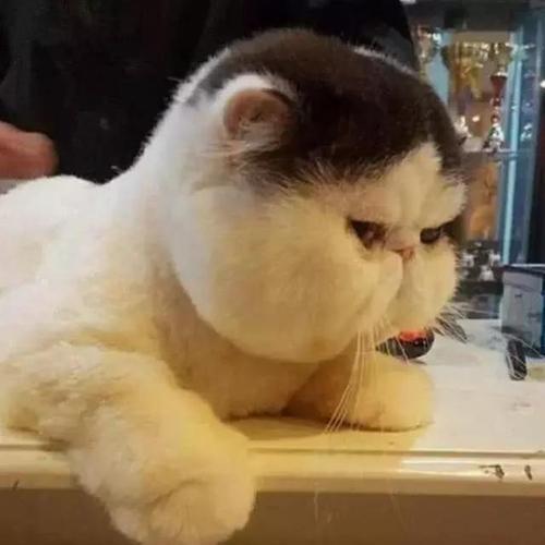  我吐了教你猫咪吐了怎么办