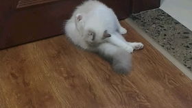  给猫做羞羞的事是什么感觉