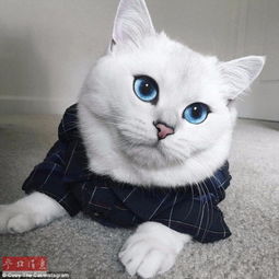  英国短毛猫网络走红被赞世界最美猫咪
