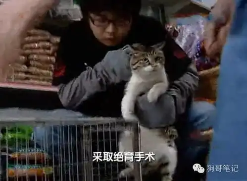 这只公猫祸害了整个小区的母猫被强制做绝育手术 这只公猫祸害了整个小区的母猫被强制做绝育手术