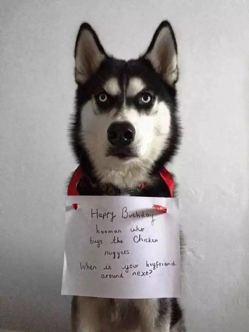 你们家的神犬