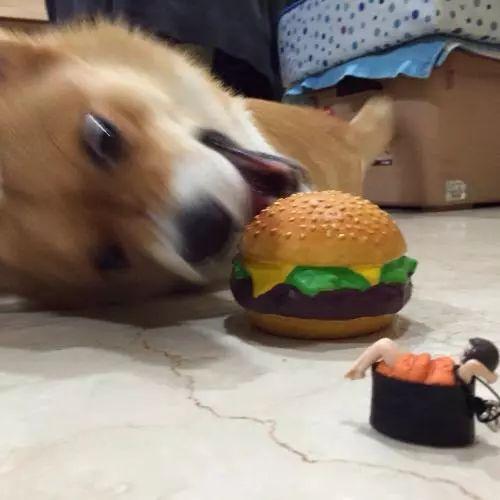  柯基饲养攻略最适合它们的狗粮如何科学喂食