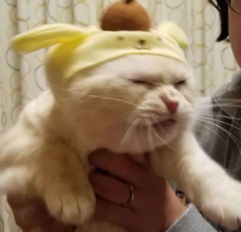  主人新买了黄色帽子给猫戴上,结果它一脸愤怒,那表情笑喷了...