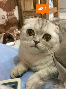 这是我见过最悲伤的猫,总是一脸忧郁的表情,受了多大的委屈啊 这是我见过最悲伤的猫,总是一脸忧郁的表情,受了多大的委屈啊