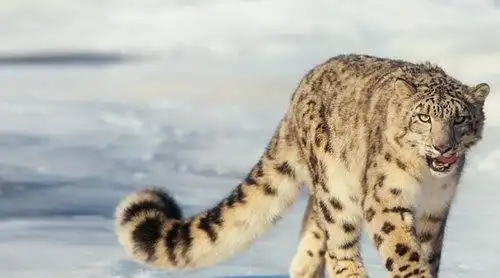 美丽的雪豹身上竟然有个傲视全猫科动物的部位 美丽的雪豹身上竟然有个傲视全猫科动物的部位