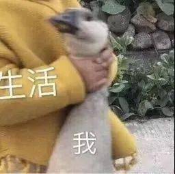  日常聊天表情包